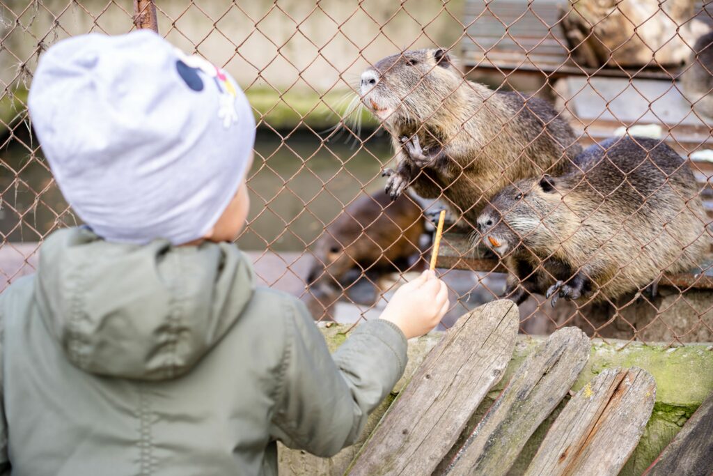 A young child feeding beavers through a cage at an outdoor zoo. Cute interaction captured.