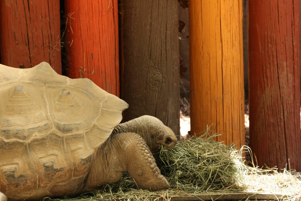 A tortoise relaxes on hay against a vibrant, rustic wooden fence, highlighting wildlife's charm.