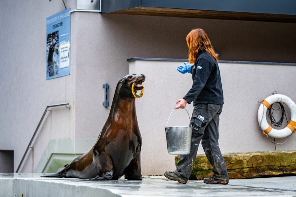 Seal being trained by a zookeeper at Ljubljana Zoo, Slovenia.