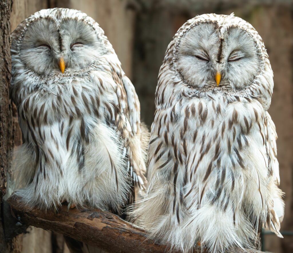 Réintroduction des chouettes de l’Oural