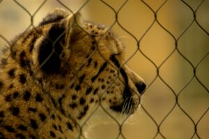 Profile of a cheetah behind a wire cage, highlighting wildlife captivity.
