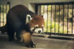 Close-up of a red panda walking in a zoo enclosure, showcasing its natural beauty.