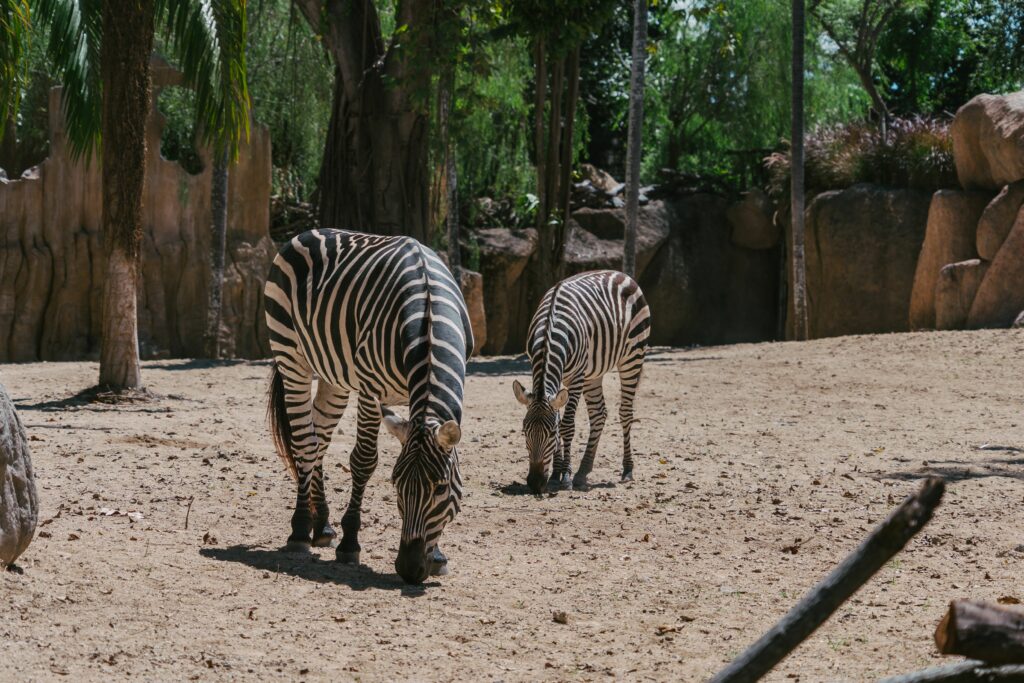 Two zebras are grazing in a sunlit zoo enclosure surrounded by trees, evoking a sense of wildlife in captivity.